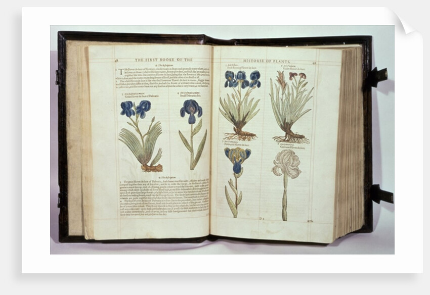 Iris, six varieties from 'The First Booke of the Historie of Plants' by John Gerard, published 1597 by English School
