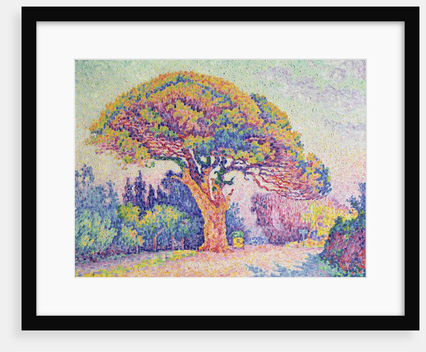 The Pine Tree at St. Tropez, 1909 by Paul Signac