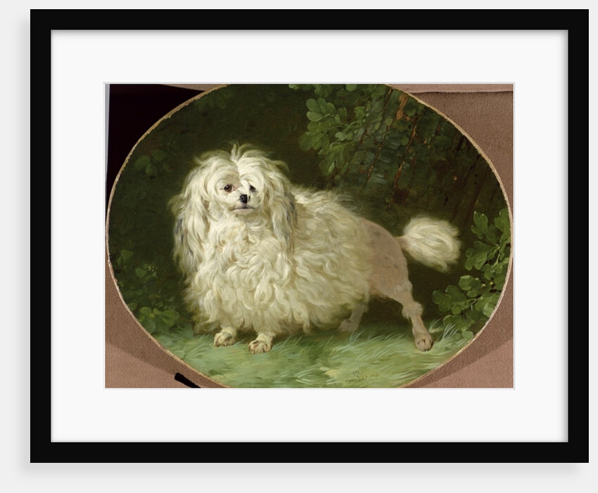 Portrait of a Poodle by Jean Jacques Bachelier