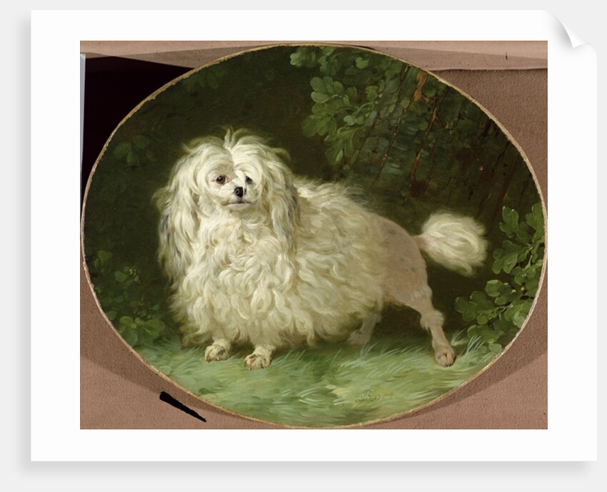 Portrait of a Poodle by Jean Jacques Bachelier