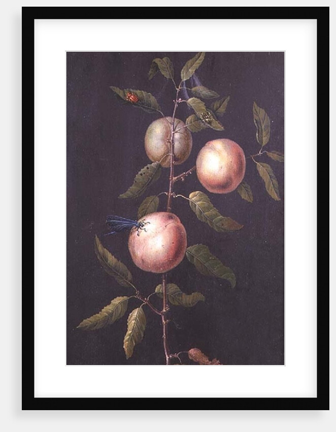 Branch of a Pear Tree by Barbara Regina Dietzsch