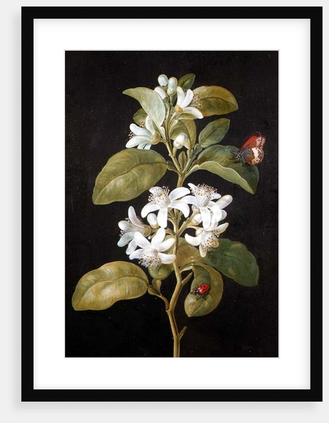 Pear Blossom by Barbara Regina Dietzsch