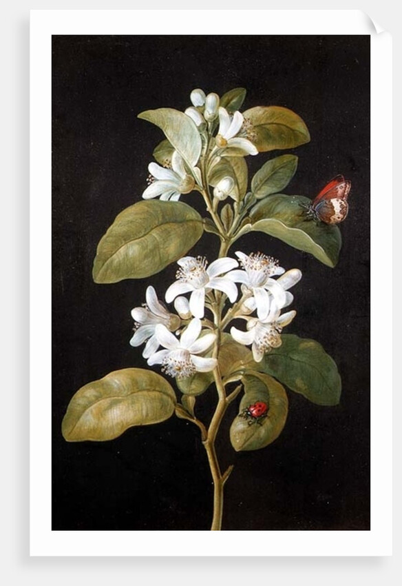 Pear Blossom by Barbara Regina Dietzsch