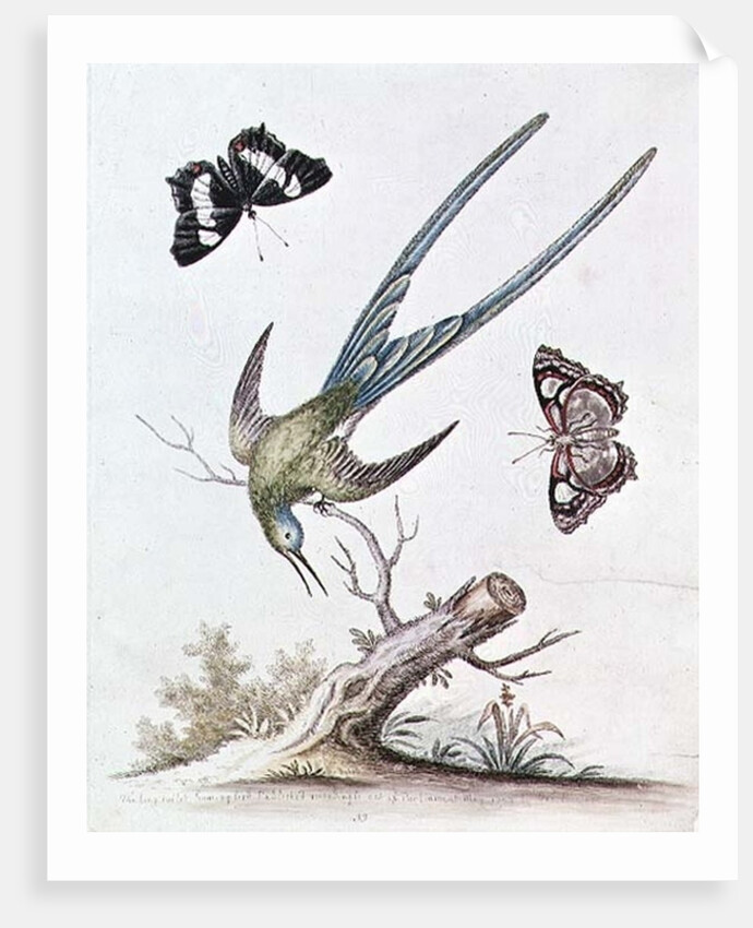 The Long-tailed Humming Bird, 1742 by George Edwards