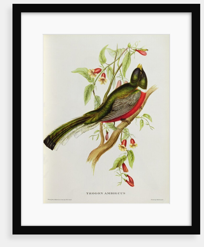 Trogon Ambiguus from 'Tropical Birds', 19th century by John Gould