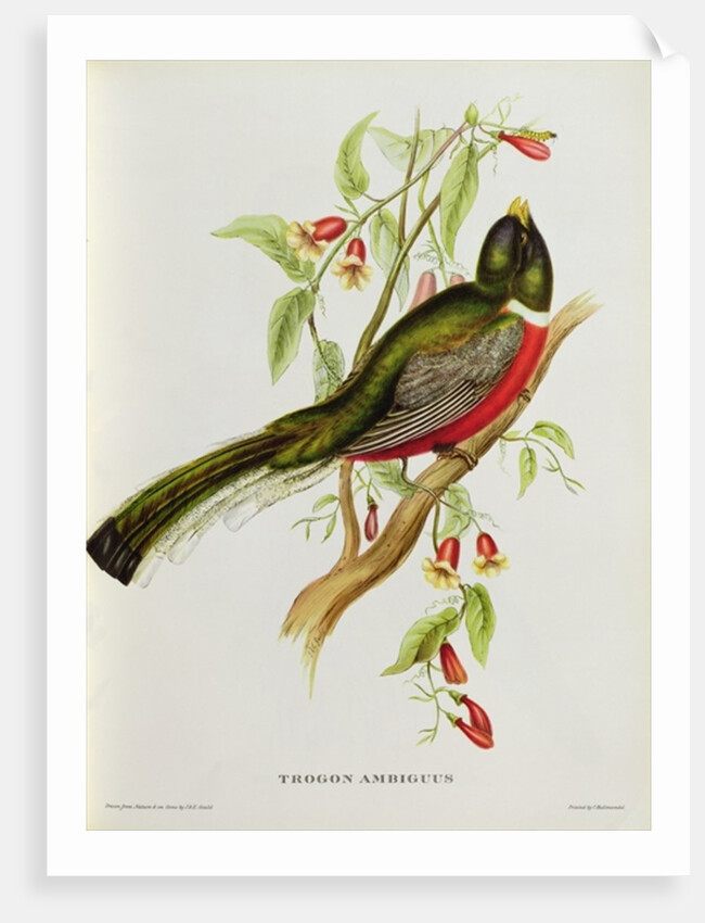Trogon Ambiguus from 'Tropical Birds', 19th century by John Gould