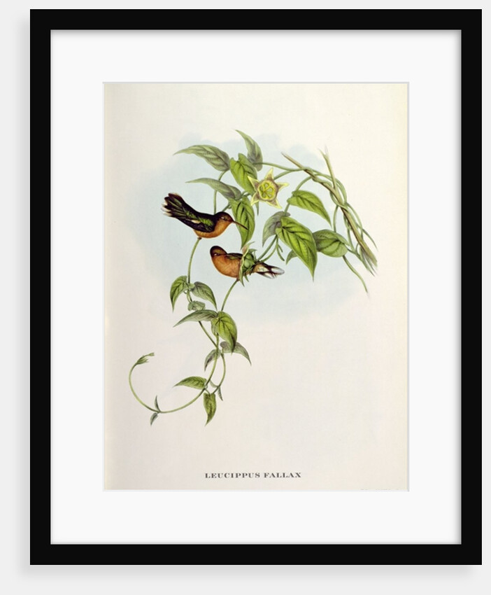 Leucippus Fallax by John Gould