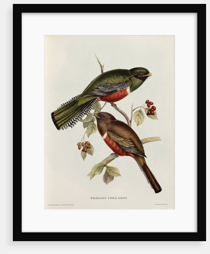 Trogon Collaris from 'Tropical Birds', 19th century by John Gould