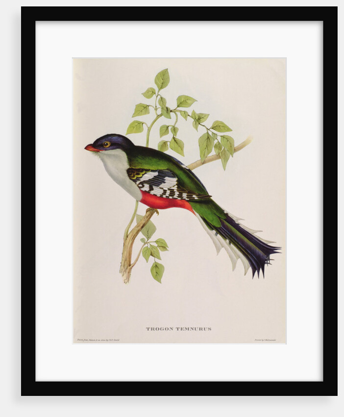 Trogon Temnurus from 'Tropical Birds', 19th century by John Gould