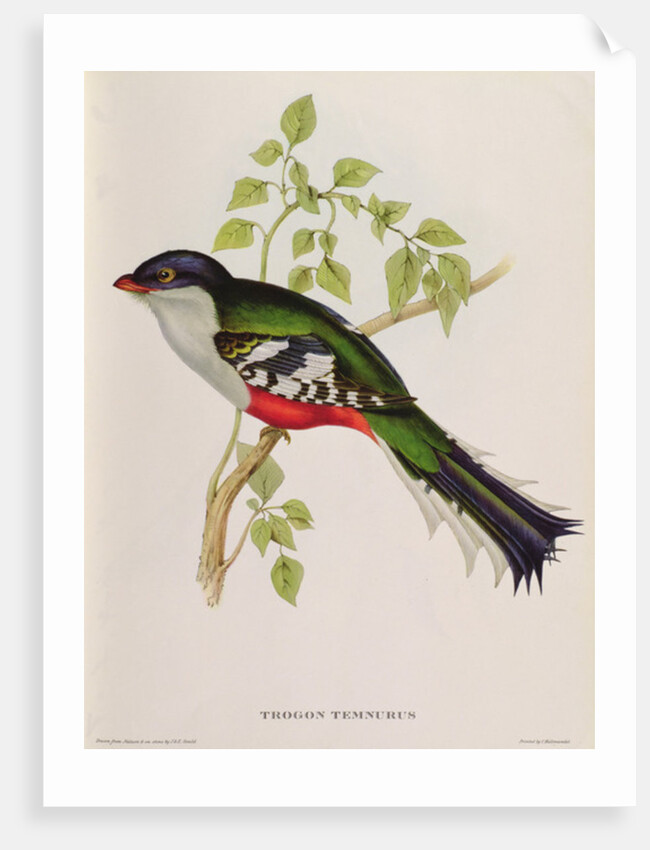 Trogon Temnurus from 'Tropical Birds', 19th century by John Gould