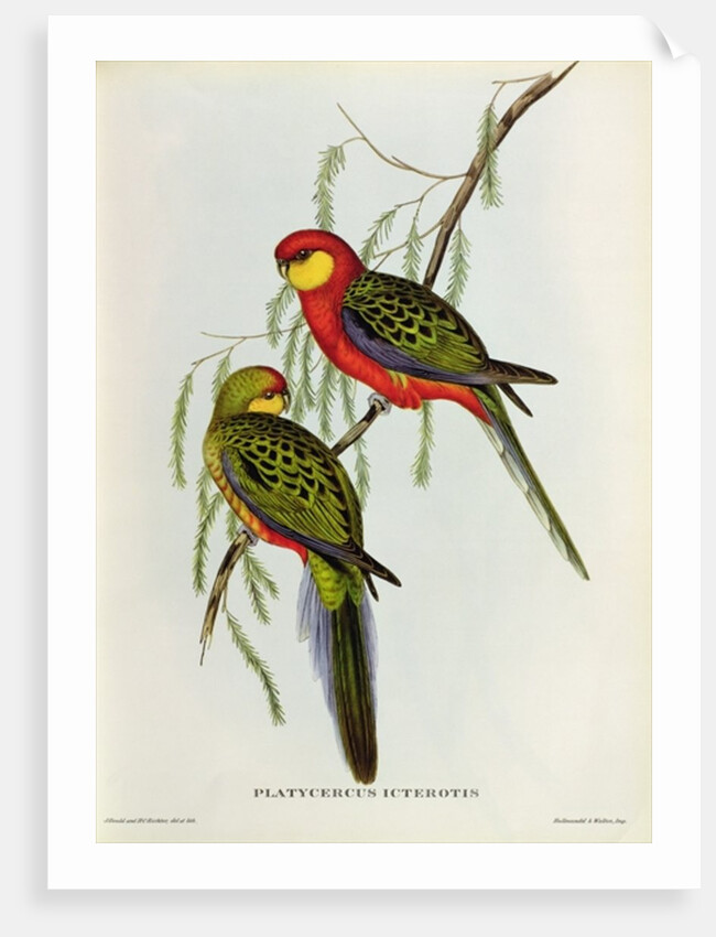 Platycercus Icterotis by John Gould