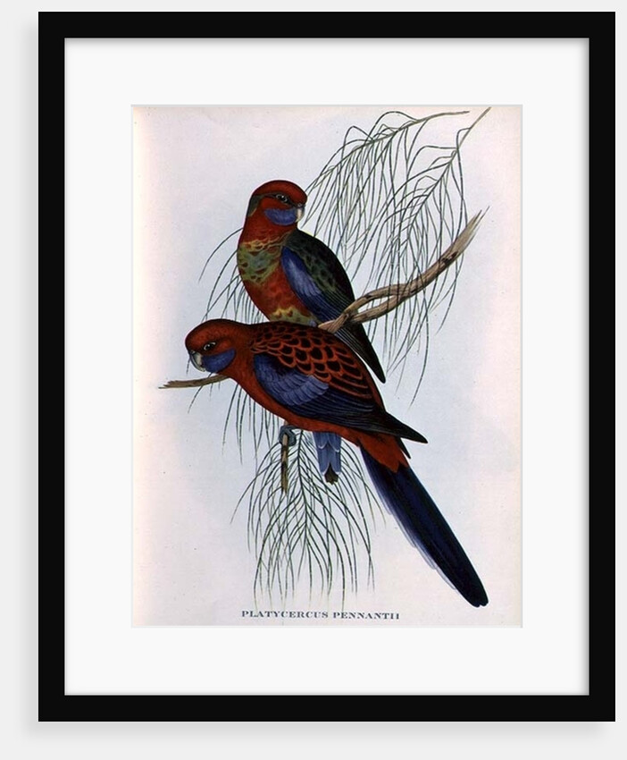 Platycercus Pennantii by John Gould