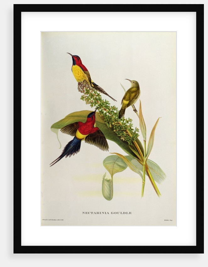 Nectarinia Gouldae from 'Tropical Birds', 19th century by John Gould