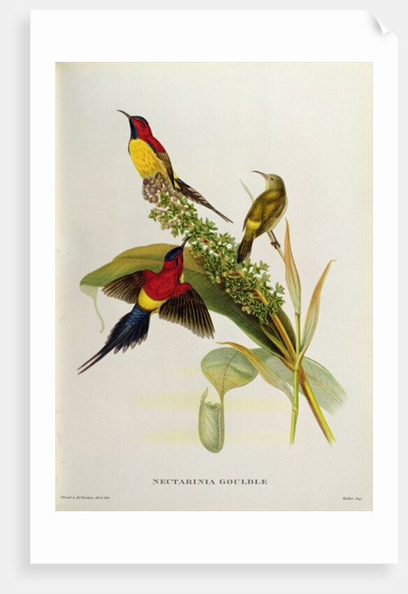 Nectarinia Gouldae from 'Tropical Birds', 19th century by John Gould
