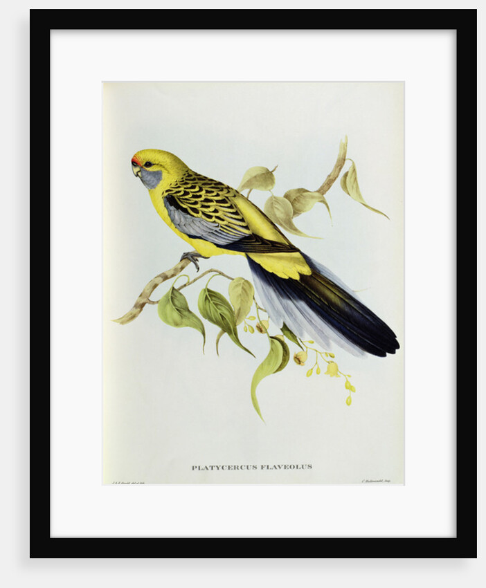 Platycercus Flaveolus by John Gould