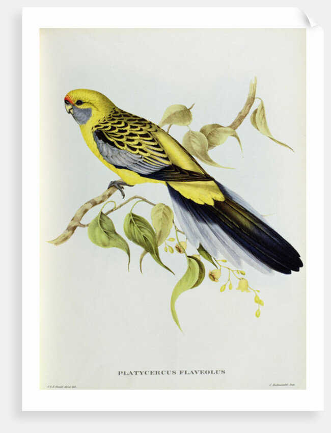 Platycercus Flaveolus by John Gould