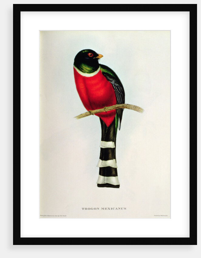 Trogon Mexicanus by John Gould