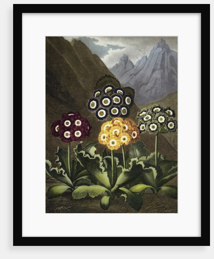 Auriculas from Dr John Robert Thornton's 'Temple of Flora, or Garden of the Botanist, Poet, Painter and Philosopher', London, 1812 by Anonymous