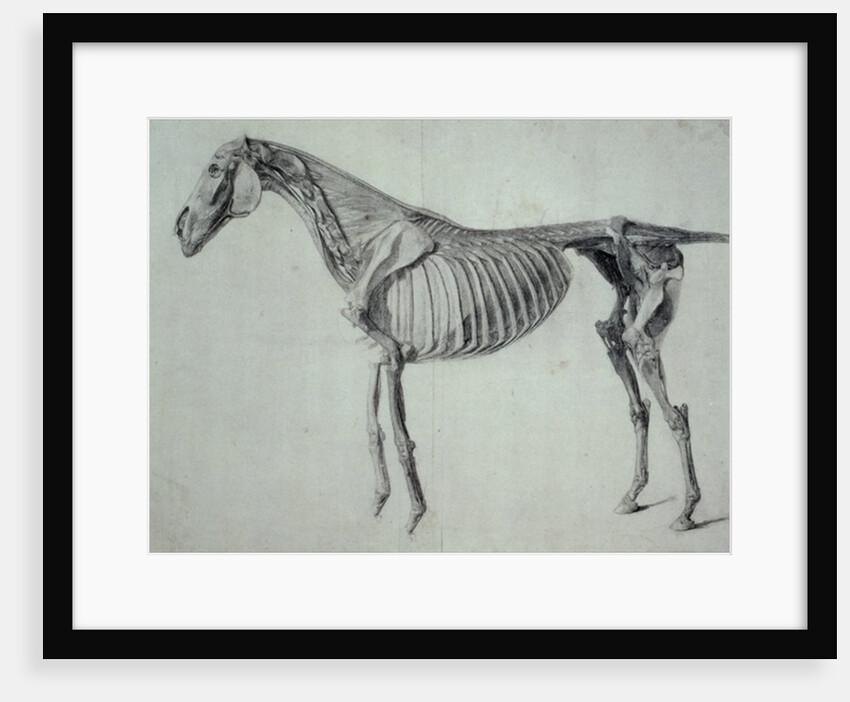 Finished Study for the Fifth Anatomical Table of a Horse by George Stubbs