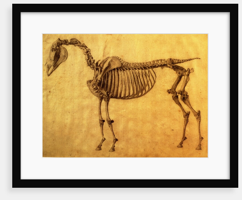 Finished Study for the First Skeletal Table of a Horse, c. 1766 by George Stubbs