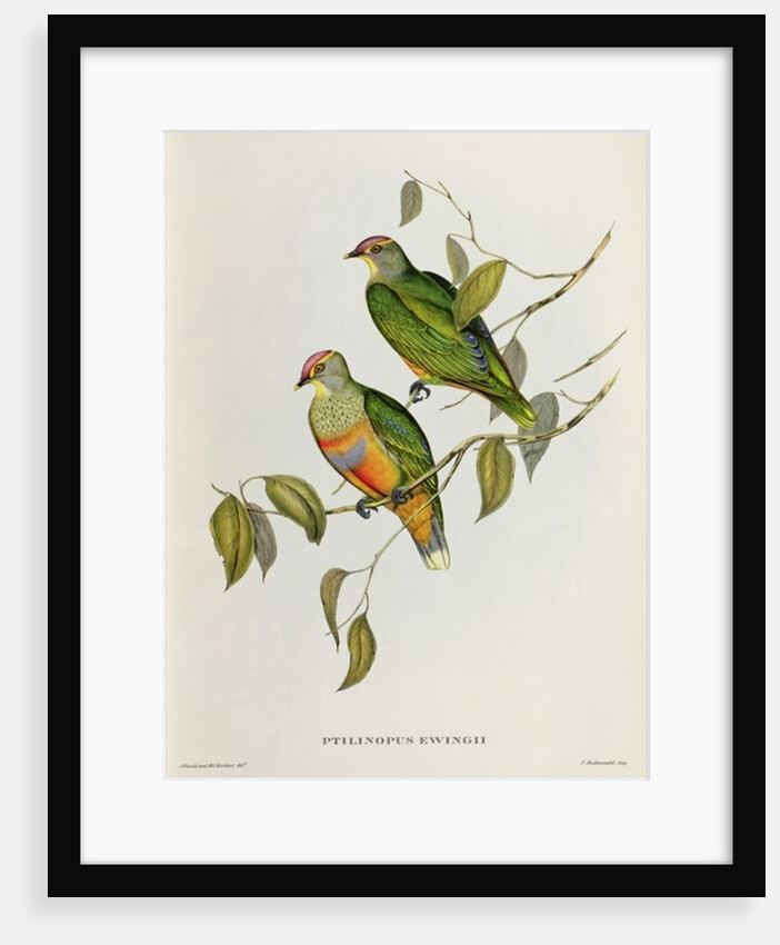 Ptilinopus Ewingii by John Gould