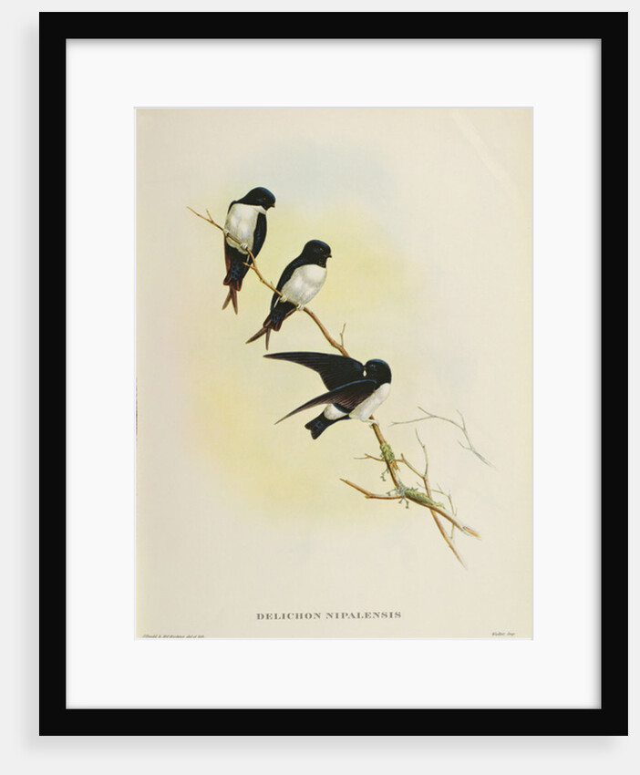 Delichon nipalensis by John Gould