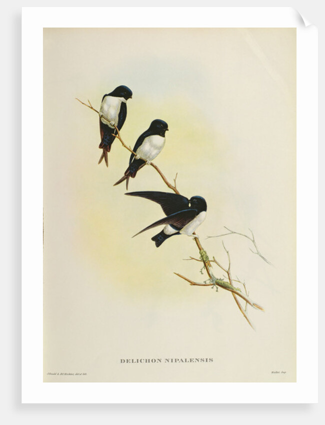Delichon nipalensis by John Gould