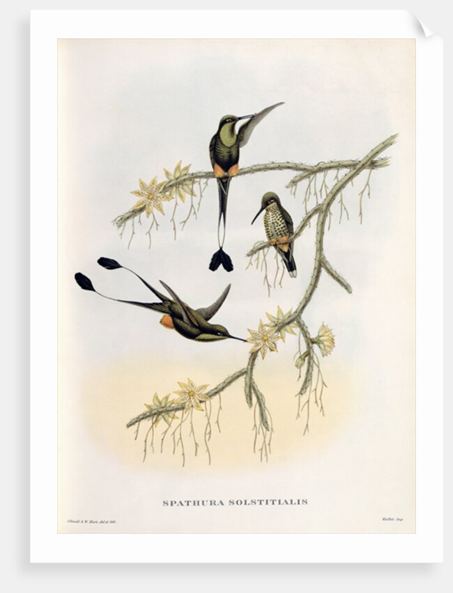 Spathura Solstitialis by John Gould