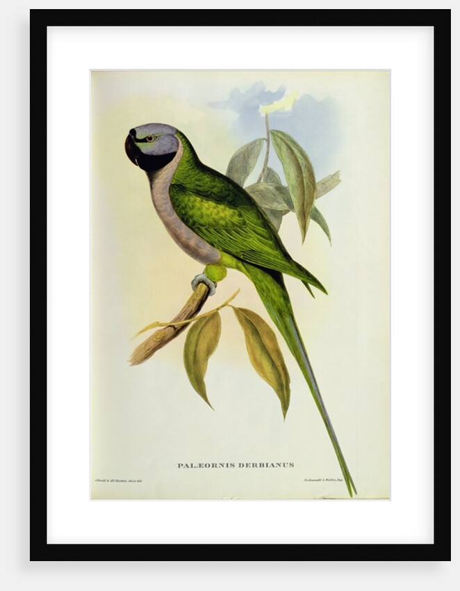 Parakeet: Palaeornis Derbianus, c.1850 by John Gould
