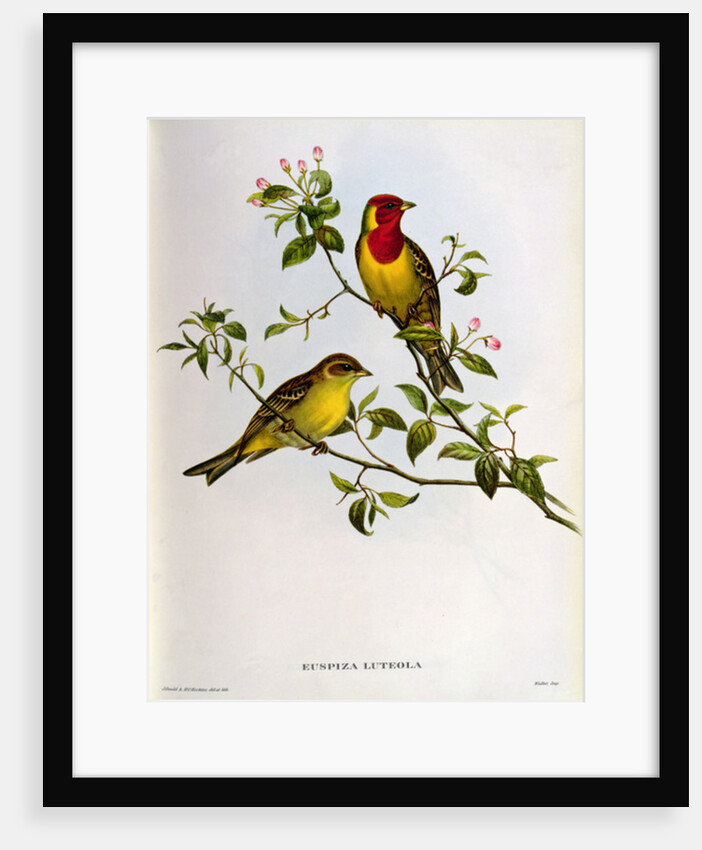 Euspiza Luteola, 19th century by John Gould