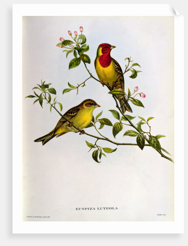 Euspiza Luteola, 19th century by John Gould