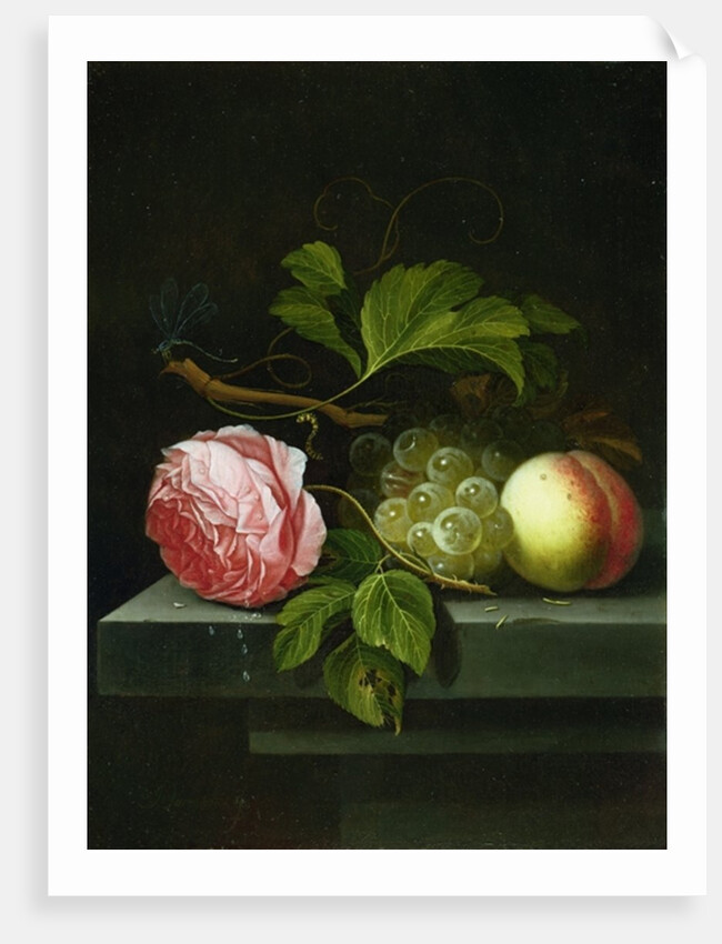 A Still Life with a Rose, Grapes and Peach, 17th century by Johannes Borman