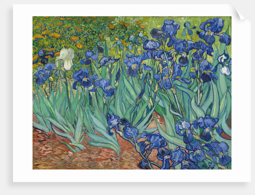 Irises, 1889 by Vincent van Gogh