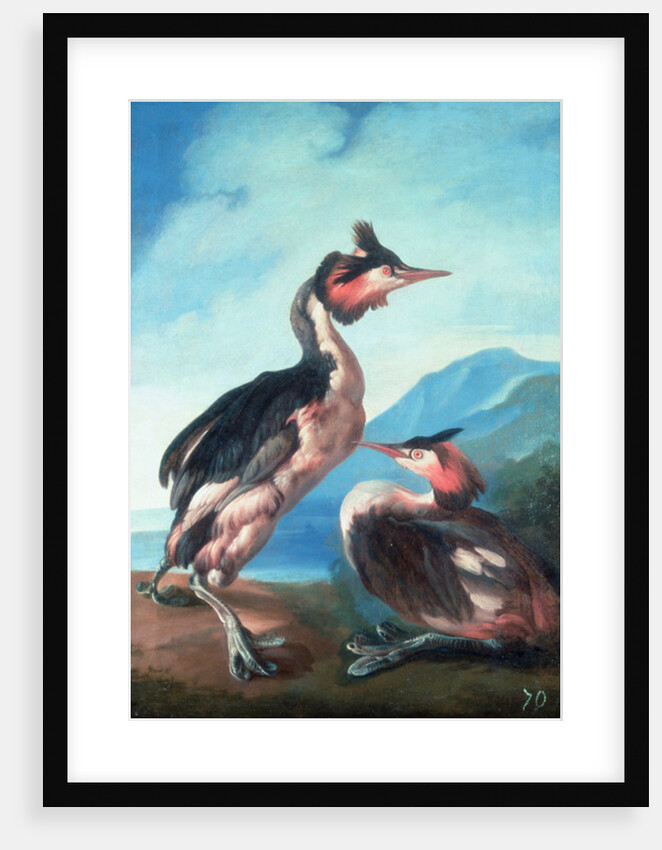 A Pair Great Crested Grebes by a Riverbank by Faustino Durante