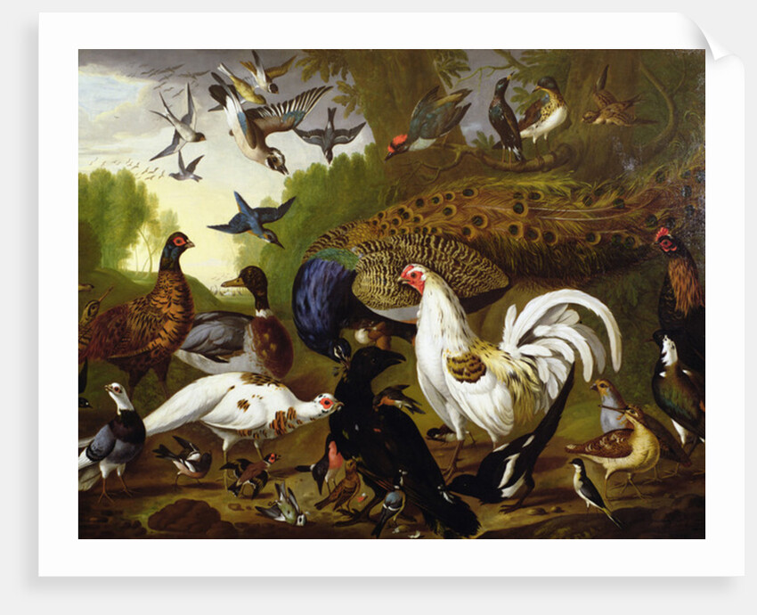 The Fable of the Raven with a Peacock, Cockerel, Woodpecker, Jay, Woodcock, and Magpie by Pieter Casteels