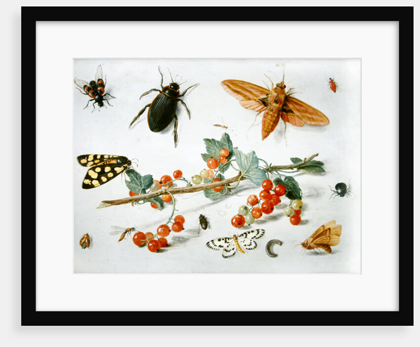 A sprig of redcurrants with an elephant hawk moth, a magpie moth and other insects, 1657 by Jan van the Elder Kessel