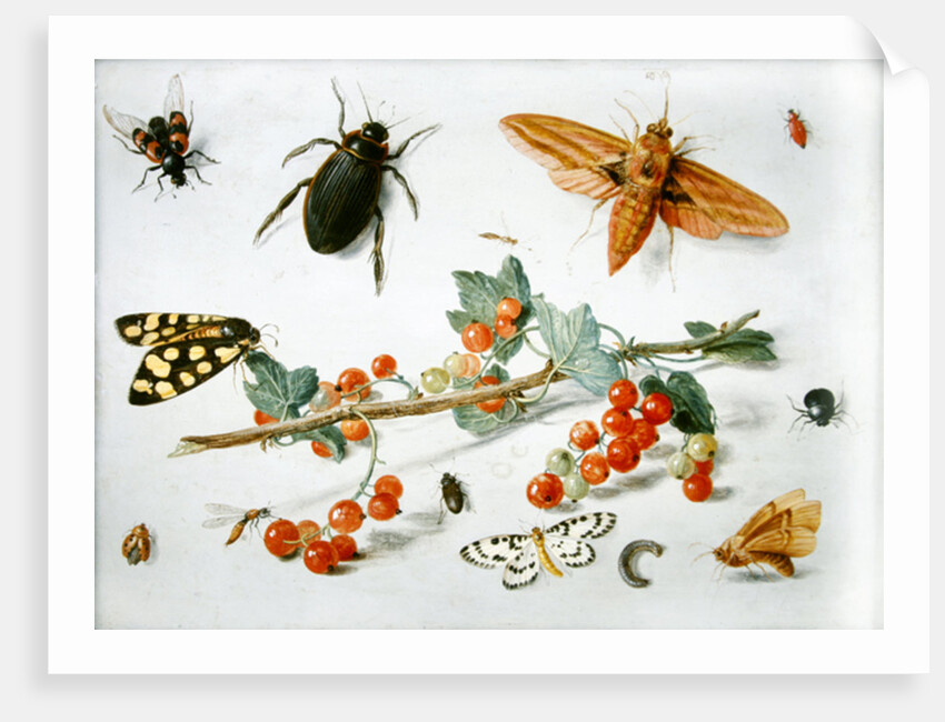 A sprig of redcurrants with an elephant hawk moth, a magpie moth and other insects, 1657 by Jan van the Elder Kessel