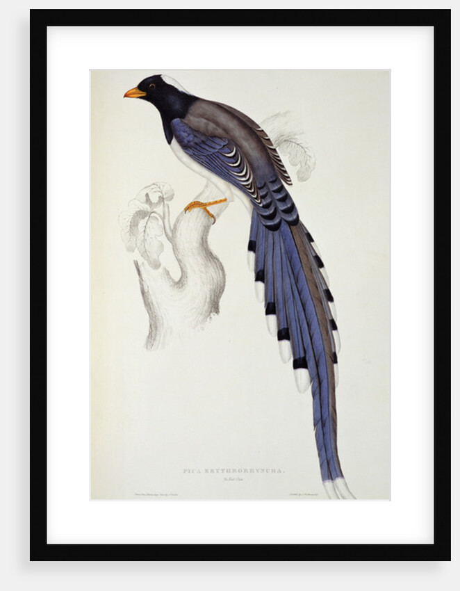 Pica Erythrorhyncha by Elizabeth Gould