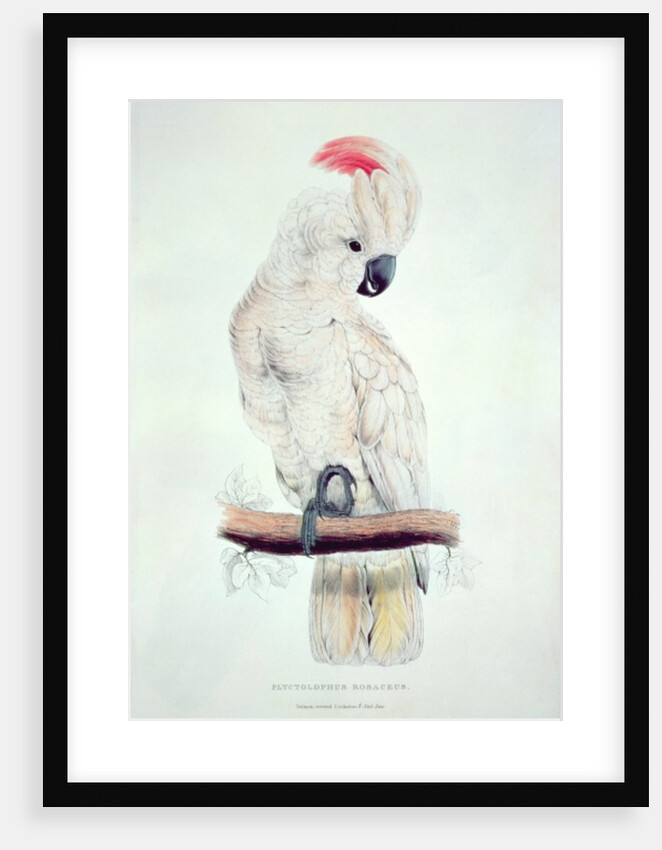 Salmon-Crested Cockatoo by Edward Lear