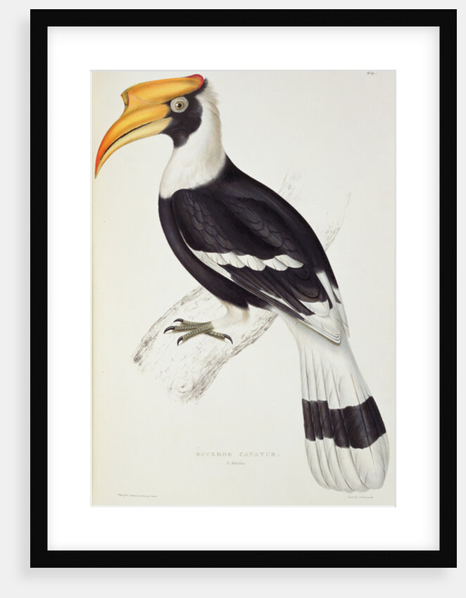 Buceros Cavatus by Elizabeth Gould