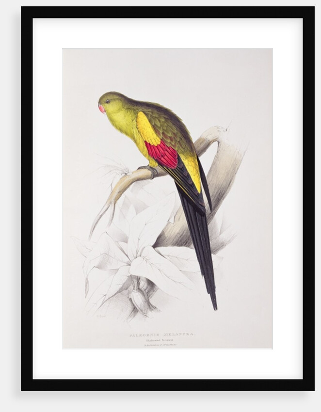 Black-Tailed Parakeet by Edward Lear