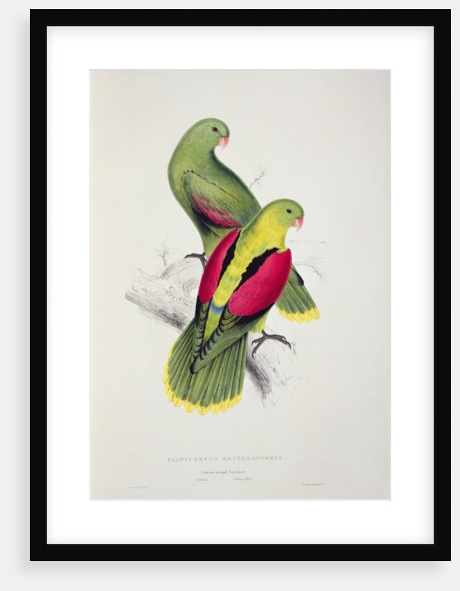 Crimson-Winged Parakeet by Edward Lear