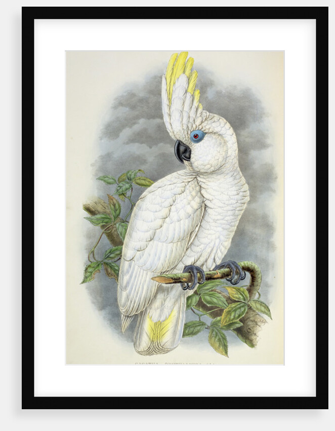 Blue-Eyed Cockatoo by William Hart