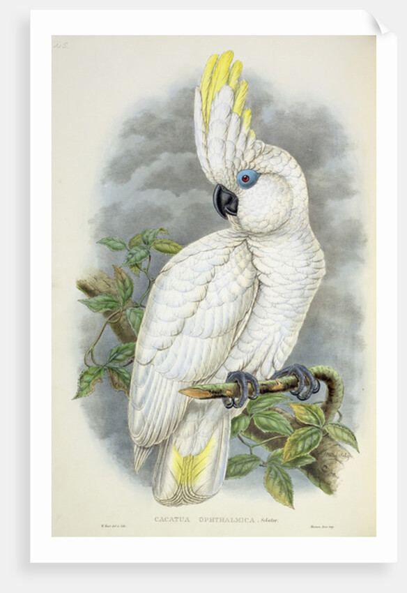 Blue-Eyed Cockatoo by William Hart
