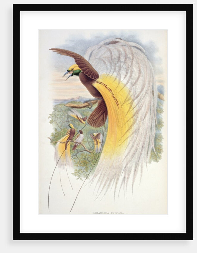 Bird of Paradise by John & Hart William (1823-1894) (after) Gould