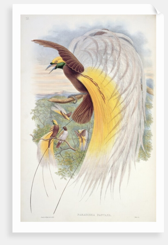 Bird of Paradise by John & Hart William (1823-1894) (after) Gould