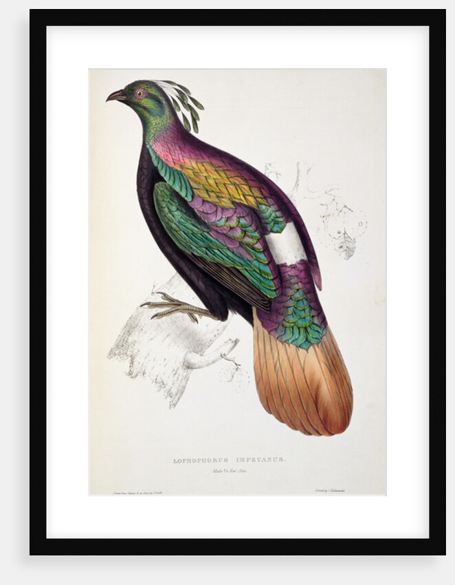Himalayan Monal Pheasant by Elizabeth Gould