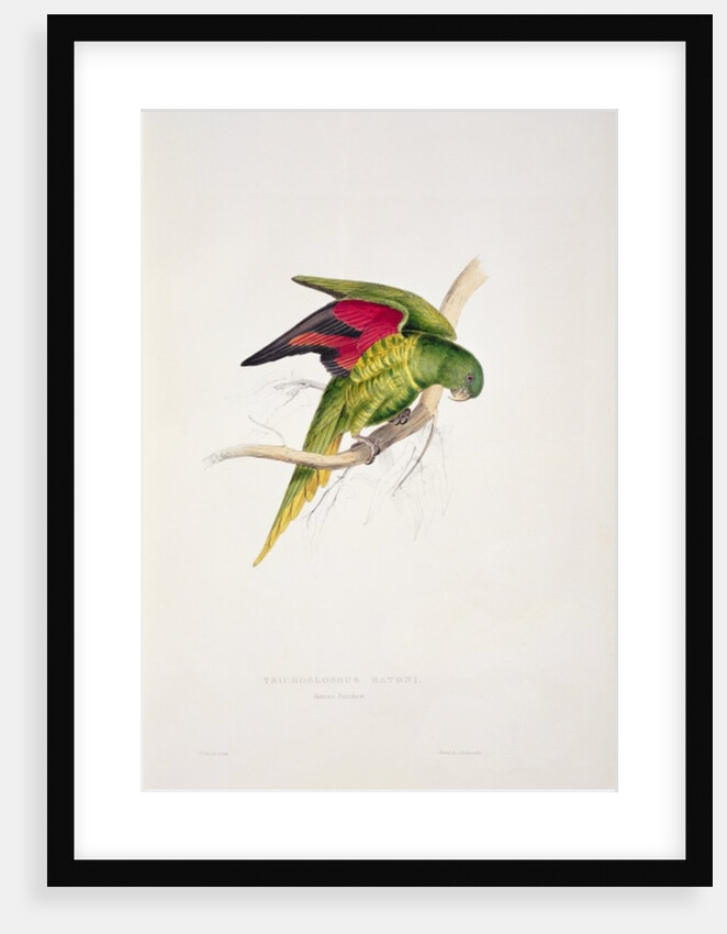 Maton's Parakeet by Edward Lear
