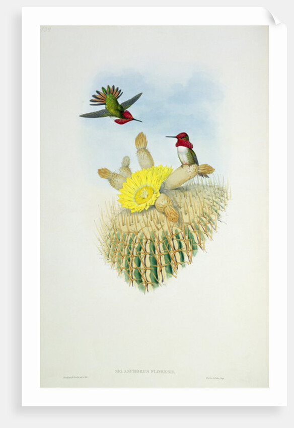 Humming Bird by John & Richter Henry Constantine (1821-1902) (after) Gould