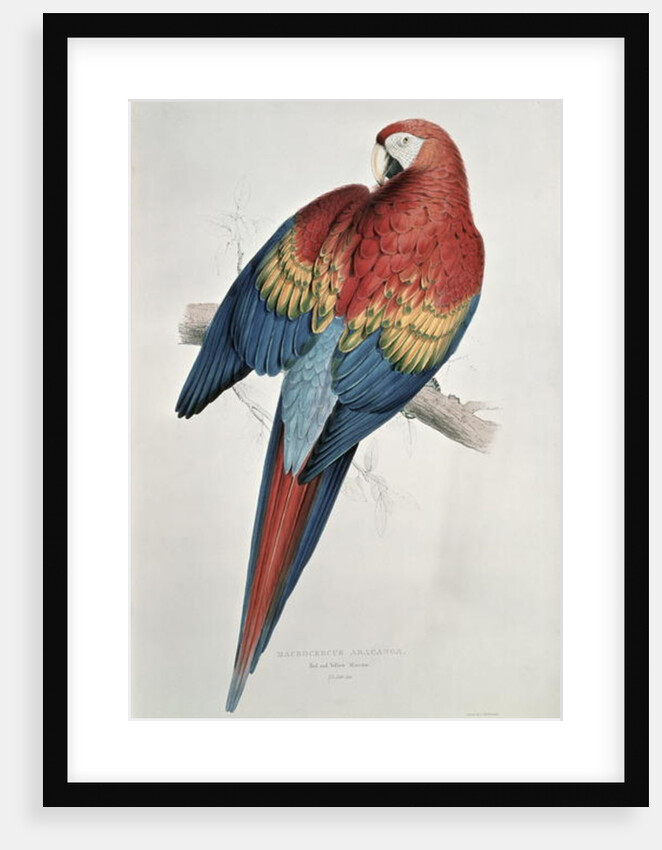 Red and Yellow Macaw by Edward Lear